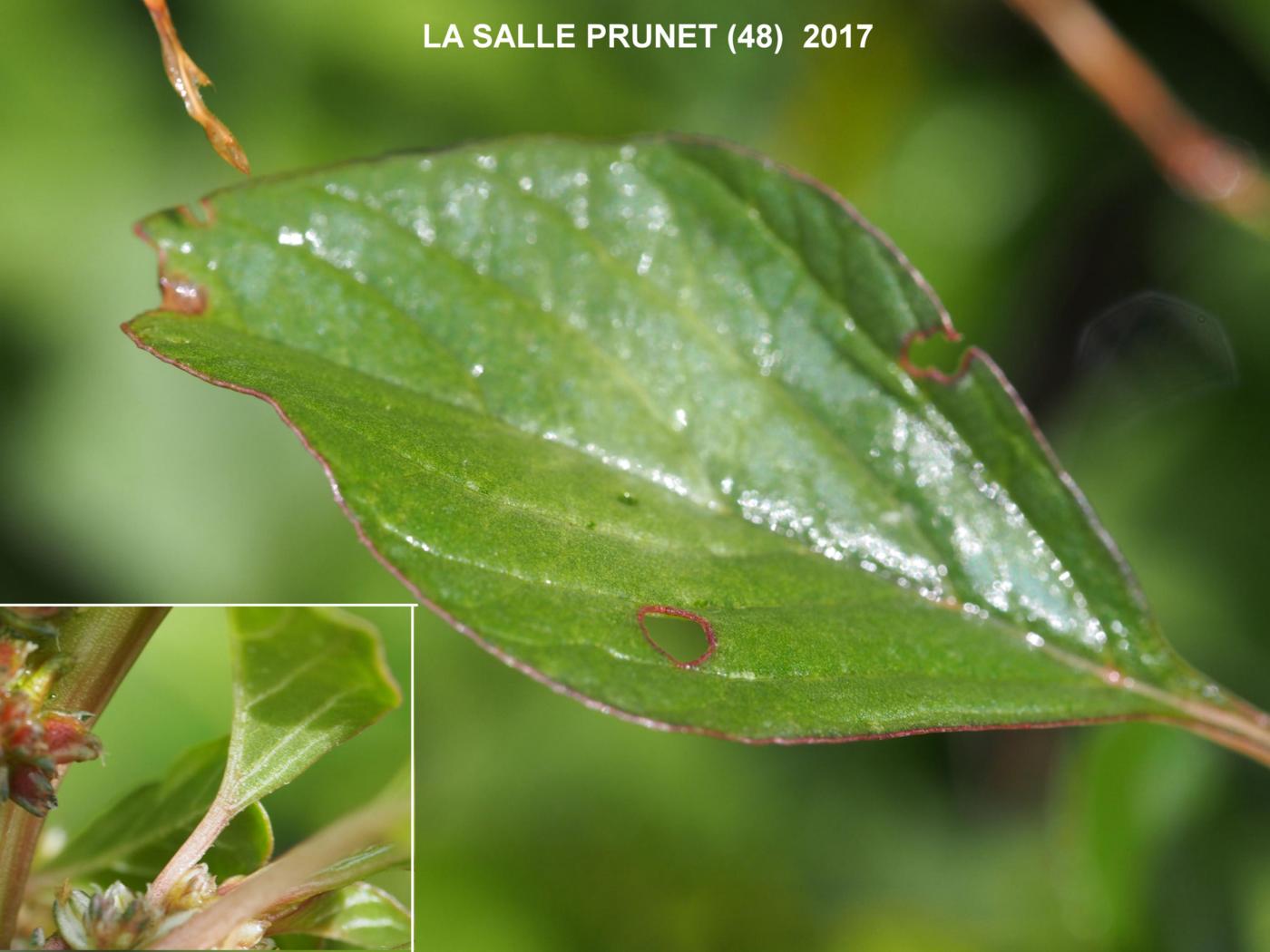 Amaranthus, Least leaf